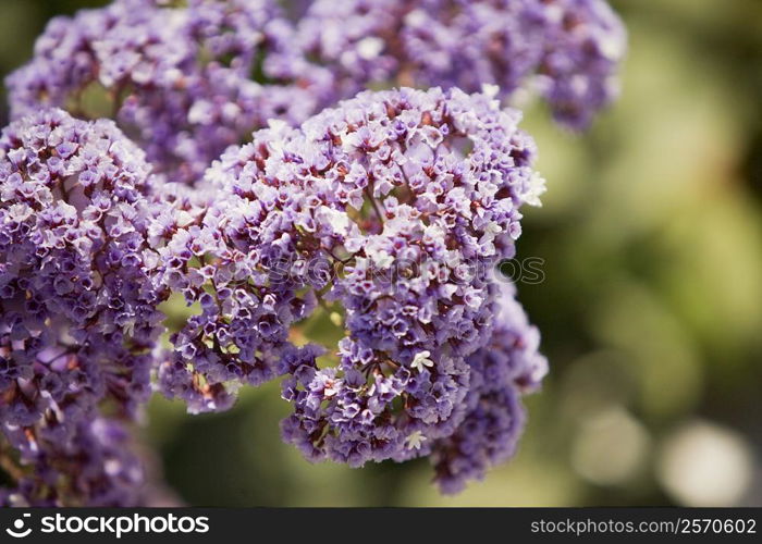Close-up of a cluster of purple flowers