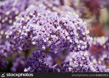 Close-up of a cluster of purple flowers