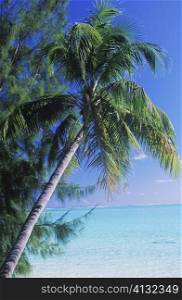 Close-up of a coconut palm tree, Hawaii, USA