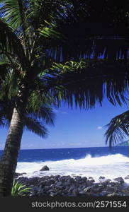 Close-up of a coconut palm tree on the beach, Hawaii, USA