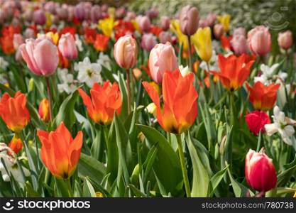 Close up of a colourful flowerbed during springtime