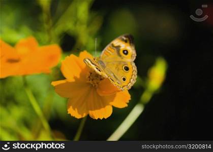 Close-up of a Common Buckeye butterfly (Junonia Coenia) pollinating a flower