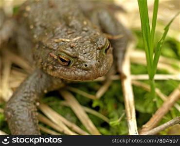 close-up of a common toad. cmmon toad
