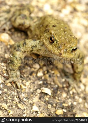 close-up of a common toad. cmmon toad