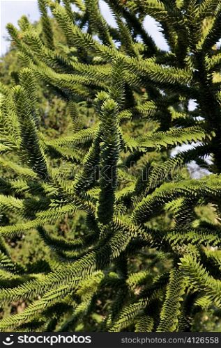 Close-up of a coniferous tree, Spain