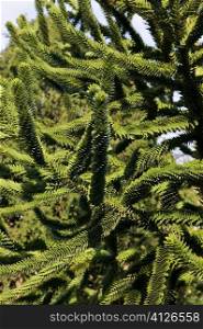 Close-up of a coniferous tree, Spain