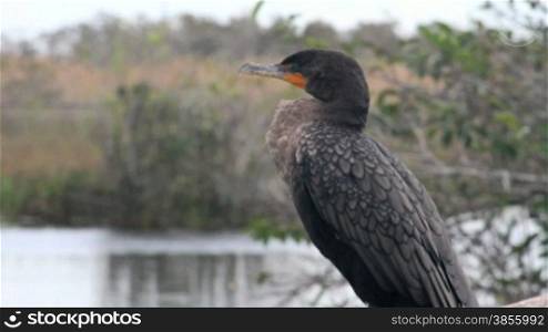 Close-up of a cormorant perched on a branch by the water in the Everglades