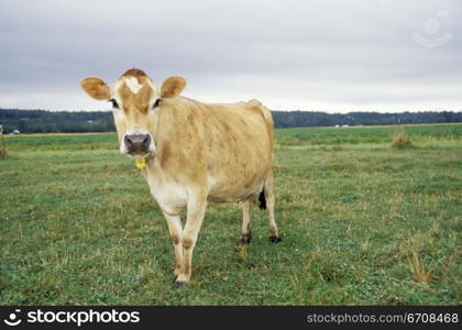 Close-up of a cow standing in a field