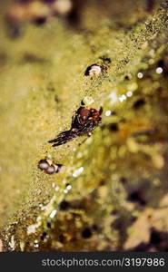 Close-up of a crab, La Jolla Reefs, San Diego Bay, San Diego, California, USA