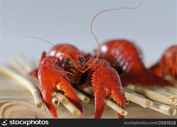 Close-up of a crab on sticks