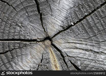 Close-up of a cracked tree stump