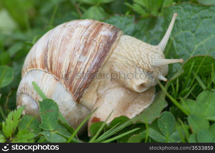 Close-up of a crawling snail (Helix pomatia)