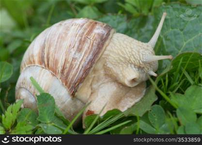 Close-up of a crawling snail (Helix pomatia)
