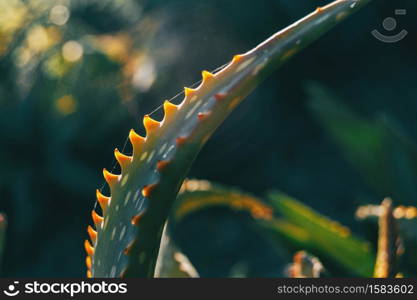 Close-up of a curved fleshy leaf with serrated edge illuminated by sunlight