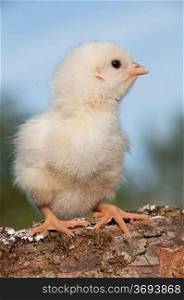 Close-up of a cute chick