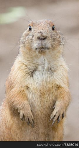 Close-up of a cute prairie dog(Holland)