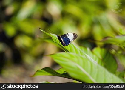 Close-up of a Cydno Longwing (Heliconius Cydno) butterfly on a leaf