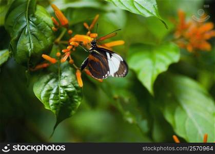 Close-up of a Cydno Longwing (Heliconius Cydno) butterfly pollinating flowers