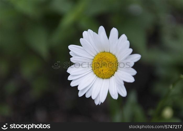 Close-up of a Daisy flower, Lake of The Woods, Ontario, Canada
