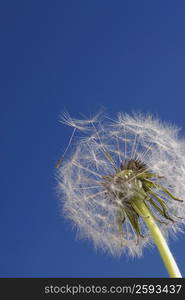 Close-up of a Dandelion