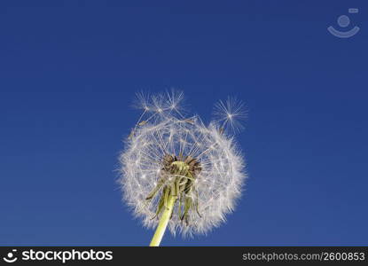 Close-up of a Dandelion