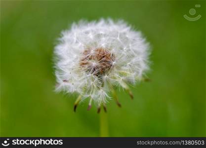 Close up of a dandelion head with a natural green background