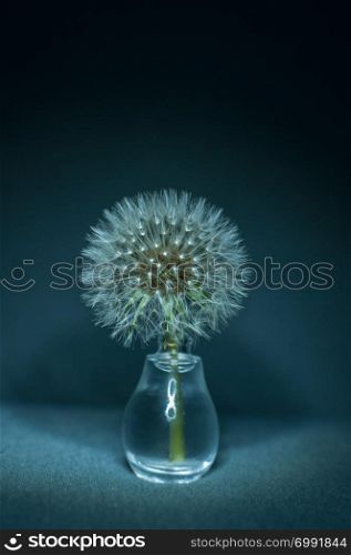 Close-up of a dandelion in a small glass vase