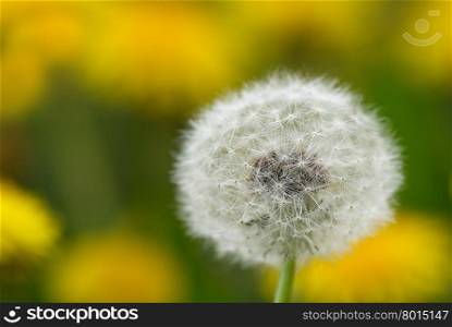 Close up of a dandelion on blurred yellow background