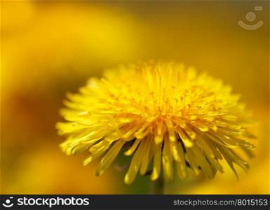 Close up of a dandelion on blurred yellow background&#xA;