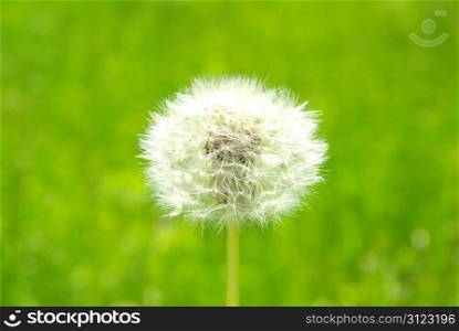 Close up of a dandelion on green