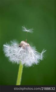 close up of a dandelion seed head, one pappus dancing on top