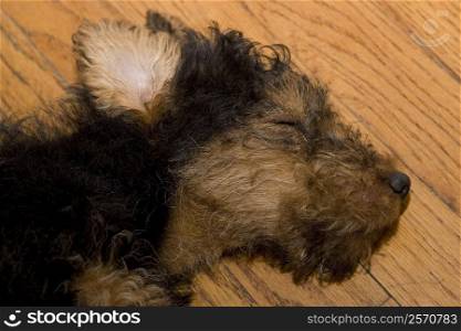 Close-up of a dead dog on a hardwood floor