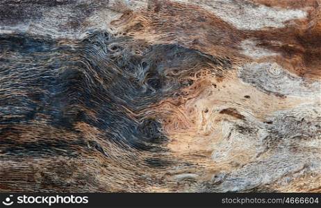 Close up of a dead tree for background