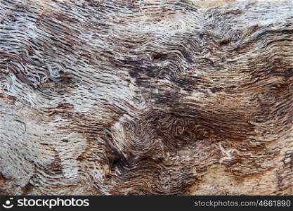 Close up of a dead tree for background&#xA;&#xA;