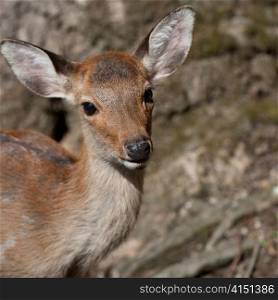 Close-up of a deer at Kasuga Taisha Shrine, Nara, Japan