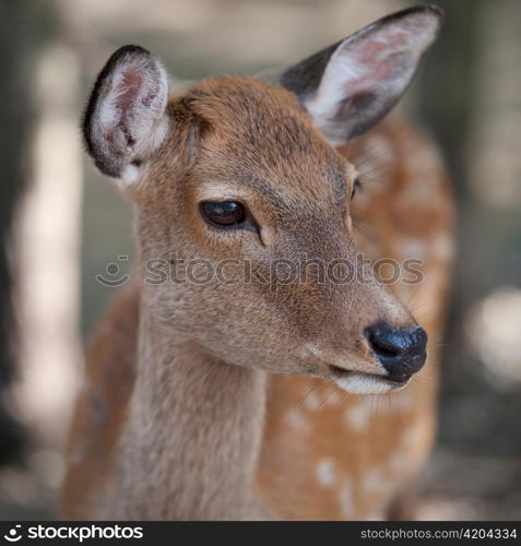 Close-up of a deer at Todaiji Temple, Nara, Japan