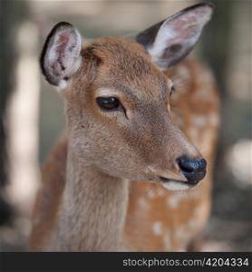 Close-up of a deer at Todaiji Temple, Nara, Japan