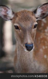 Close-up of a deer at Todaiji Temple, Nara, Japan
