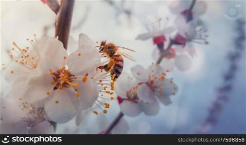 Close up of a diligent honey bee collects nectar from a blooming apricot tree. Little, black and golden, busy bee picks pollen from blossoming fruit flowers. Early spring background, nature awakening.