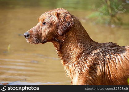 Close up of a dog