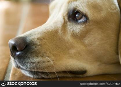 Close-up of a dog&acute;s head