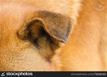 Close up of a Dog ear background
