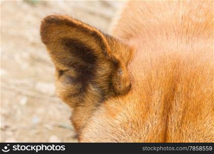Close up of a Dog ear background