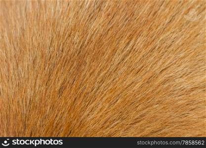 Close up of a Dog fur background