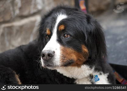 Close up of a dog in Vail, Colorado