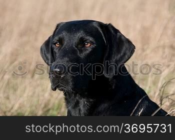 Close-up of a dog looking into the distance