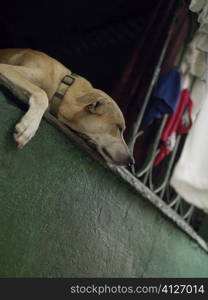 Close-up of a dog lying on a window, Old Panama, Panama City, Panama