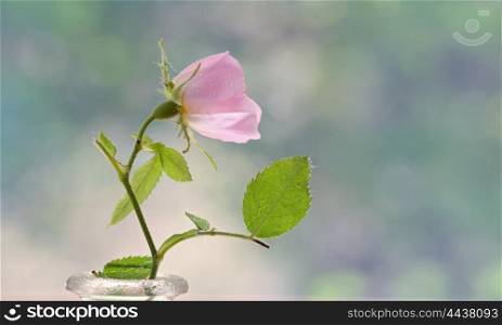 Close-up of a dog rose, Rosa canina in vase