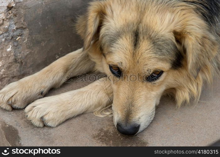 Close-up of a dog, Sacred Valley, Cusco Region, Peru