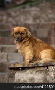 Close-up of a dog sitting on a slab, Cuzco, Peru